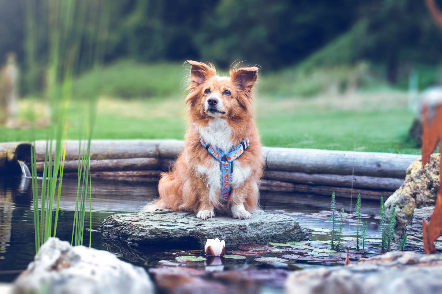 SALE Hundegeschirr CORGI – hellblau, Corgi-Hundeprint, Größe M, 50 % reduziert, bequem und verstellbar