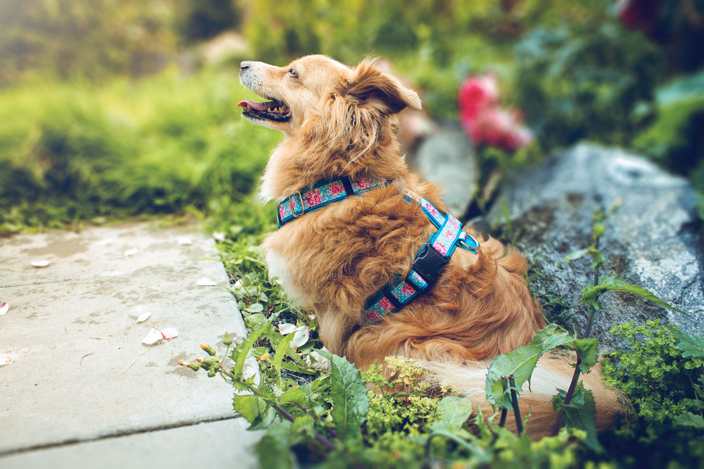 Hund Noah trägt stilvolles Hundegeschirr DOTTIE ROSE, verstellbar mit Kunstleder und Blumen