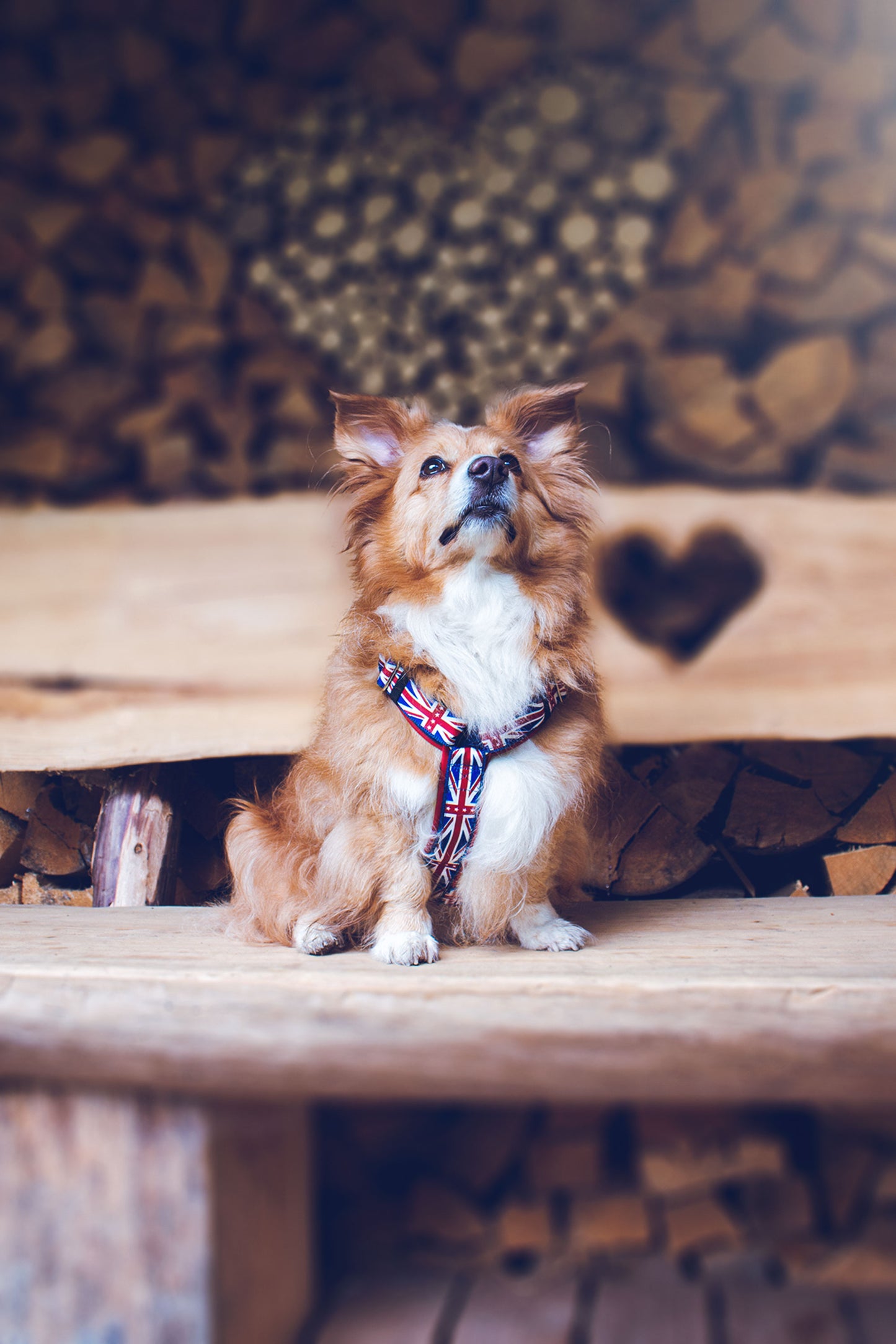 Hundegeschirr RED JACK blau rot, Union Jack Muster England Flagge, robust und weich gefüttert mit Kunstleder, Noah beim Sitzen
