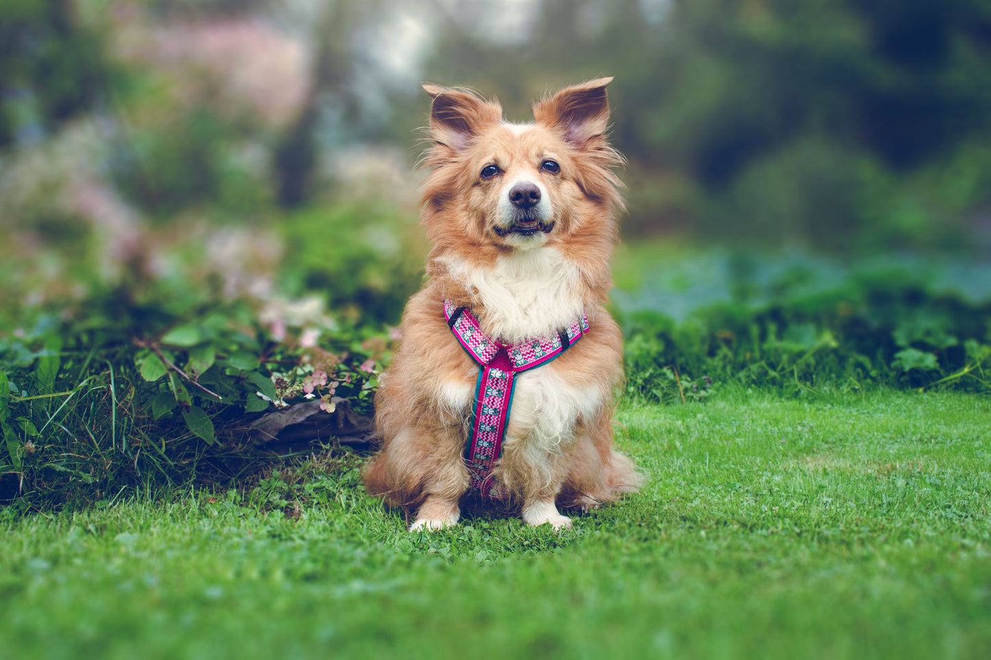 SALE Hundegeschirr UNI-CORNI – pink türkis Einhorn-Design, exklusiv in Größe M, 50 % reduziert, komfortabel, robust, fantasievoll