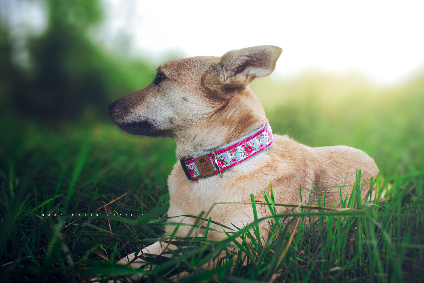 Hund Philipp trägt das Hundehalsband BETTY mit Rosen und Streifen in Weiß und Mint – Frontansicht