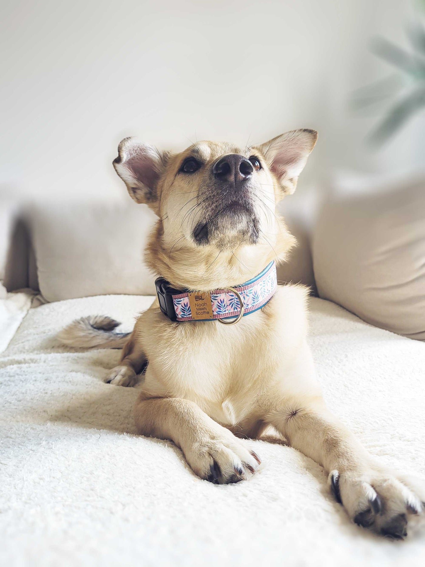 Philipp trägt das Hundehalsband BRIDGET mit Blättermuster in Rosa Petrolblau Flieder – Frontansicht auf hellem Hintergrund