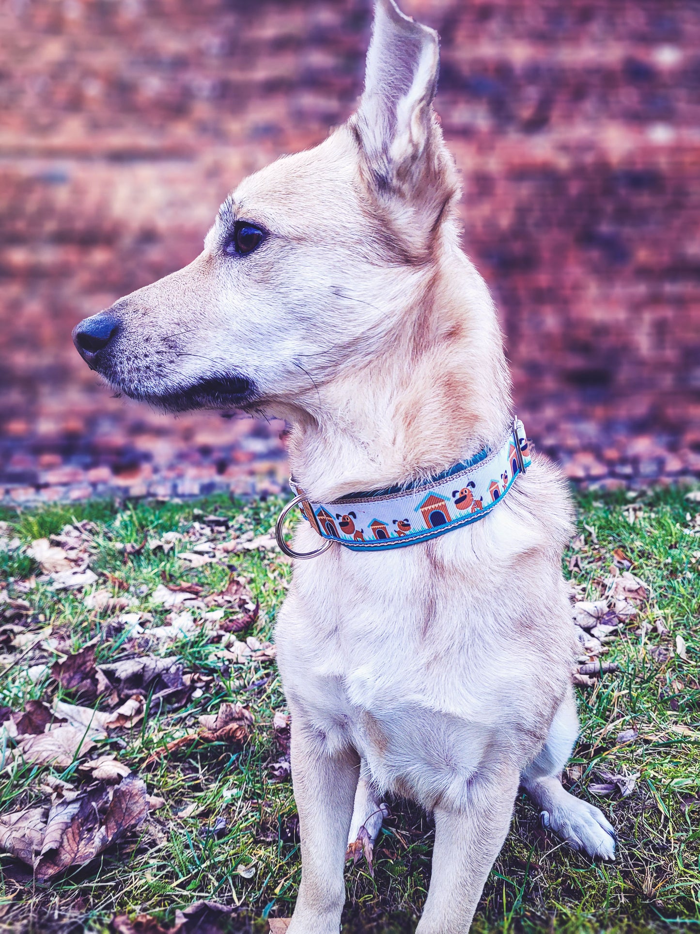 Philipp trägt das Hundehalsband BUDDY mit verspieltem Hundemotiv in Blau Beige Braun – Frontansicht im Freien