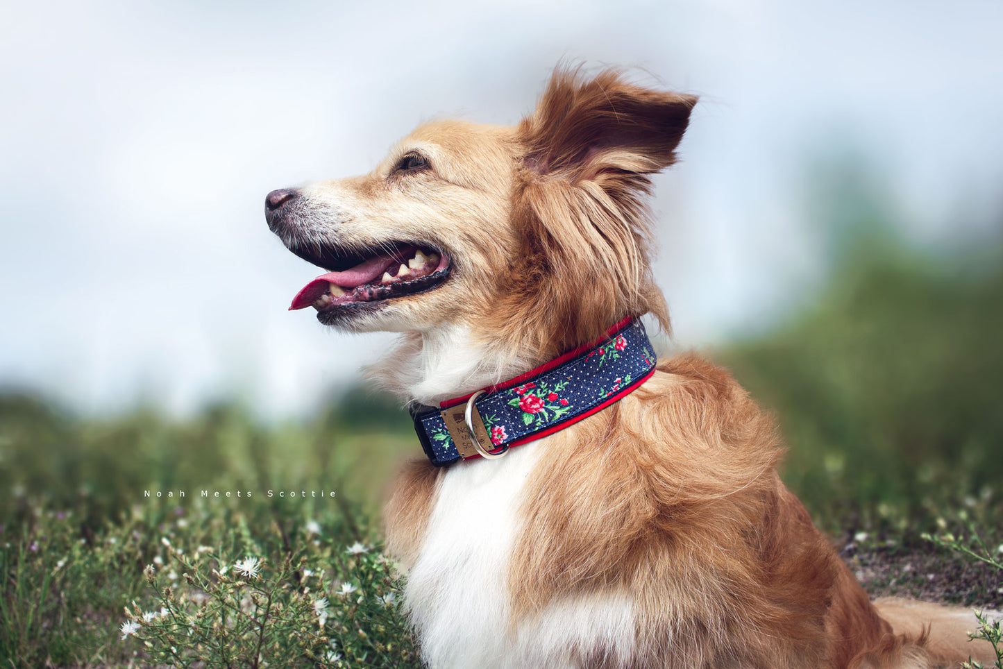 Noah trägt das Hundehalsband EMMA aus Jeansstoff mit Rosen und weißen Punkten