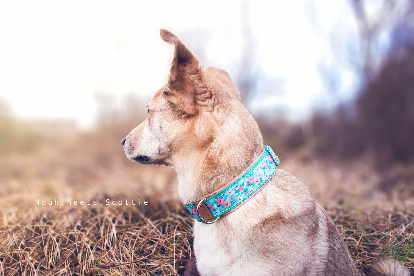 Philipp trägt das Hundehalsband HOLLY mit Rosenmuster in Mint und Rosa
