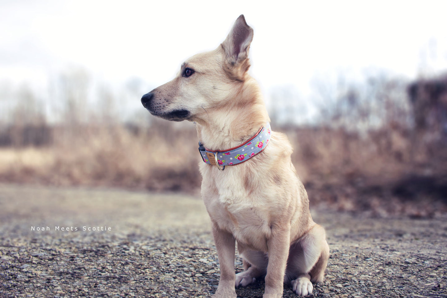 Hundehalsband LOTTA – graues Design mit weißen Punkten und Rosen, getragen von Hund Philipp