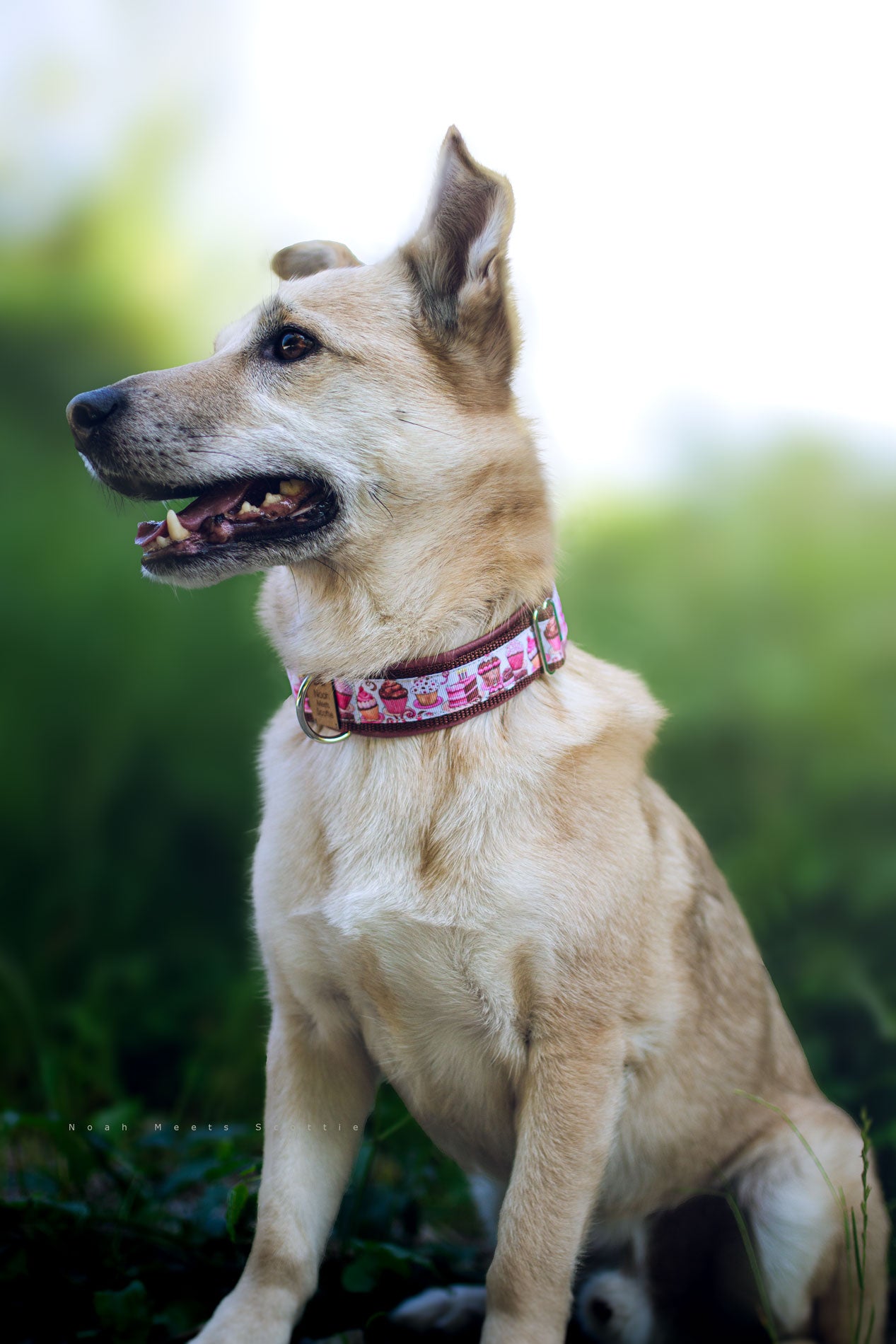 Philipp trägt das Hundehalsband PAWFFIN mit Cupcake- und Muffin-Muster in Rosa – Frontansicht