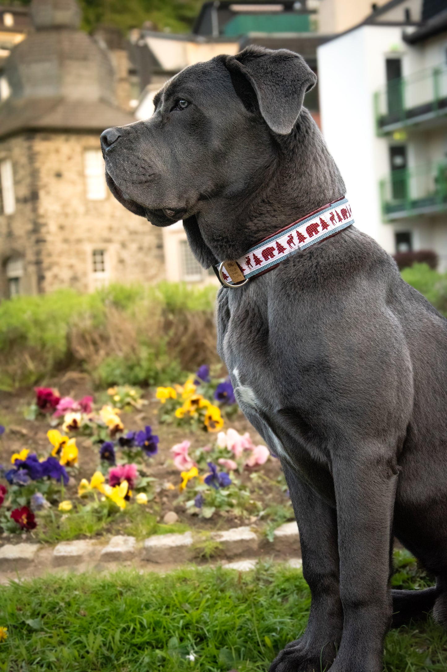 Hund mit Hundehalsband WOODLANDS, weich gefüttert in Dunkelbraun – Seitenansicht