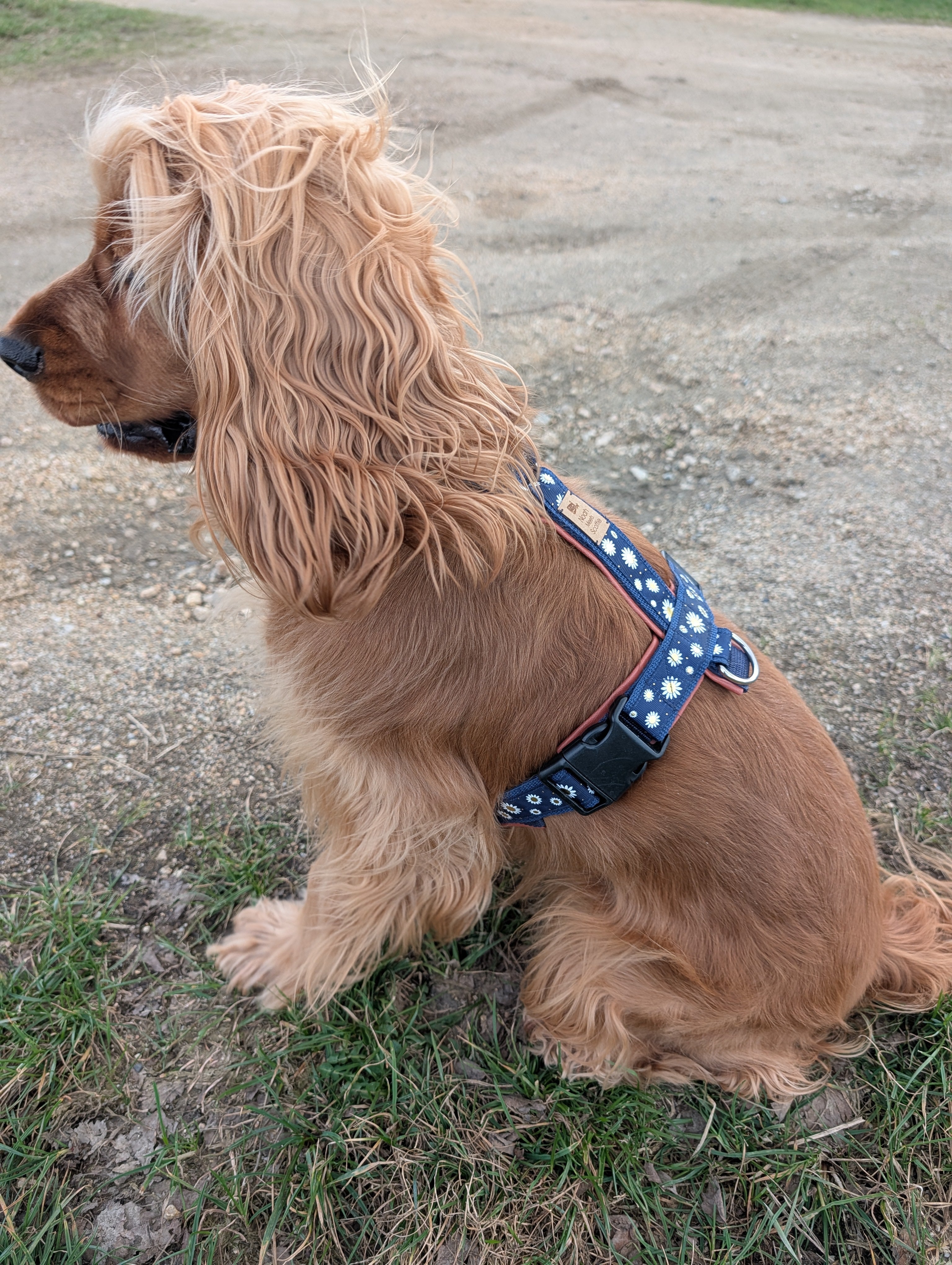 Hund trägt das HUndegeschirr Willow / Kundenbild