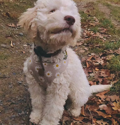 Kleiner weißer Hund im beigen Hundegeschirr mit Gänseblümchen-Muster im Herbstlaub