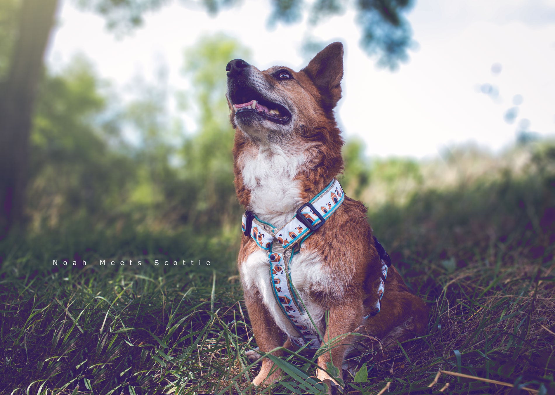 Hundegeschirr Buddy mit Hundemotiven in Braun Schwarz und Mint, gepolstert mit mintfarbenem Kunstleder