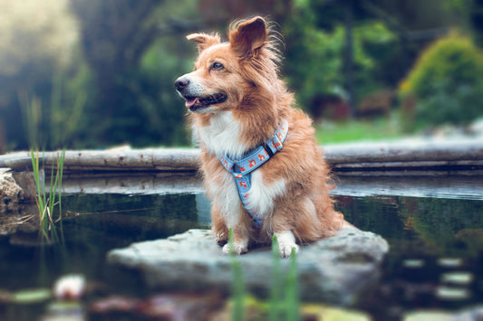 Hundegeschirr CORGI im SALE – hellblau mit süßem Corgi-Muster, nur 1x Größe M, 50 % reduziert, weich gefüttert