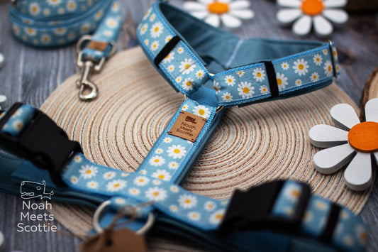 Hundegeschirr DAISYDOO mit weißen Margeriten auf hellblauem Hintergrund und floralem Blumenmuster
