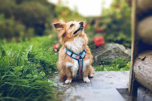 Noah trägt Hundegeschirr DOTTIE ROSE mit Blumenmuster in Türkis und Rosa, gepolstert