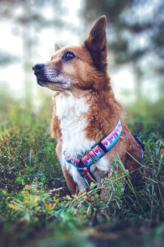 Hundegeschirr FRANKY Alpaka-Design bunt Petrol, verstellbar und gepolstert – Hund Scottie trägt das Geschirr