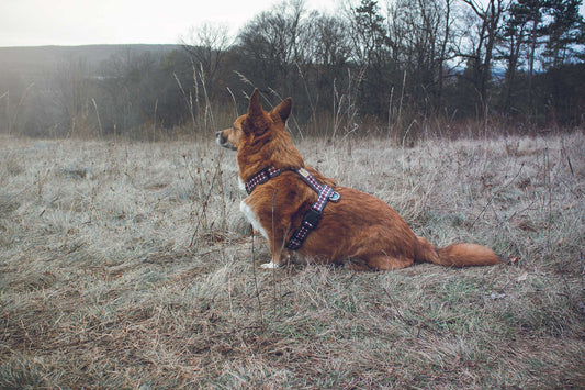 Hundegeschirr INTO THE WOODS kariert braun beige, rustikal gemütlich, gepolstert und verstellbar