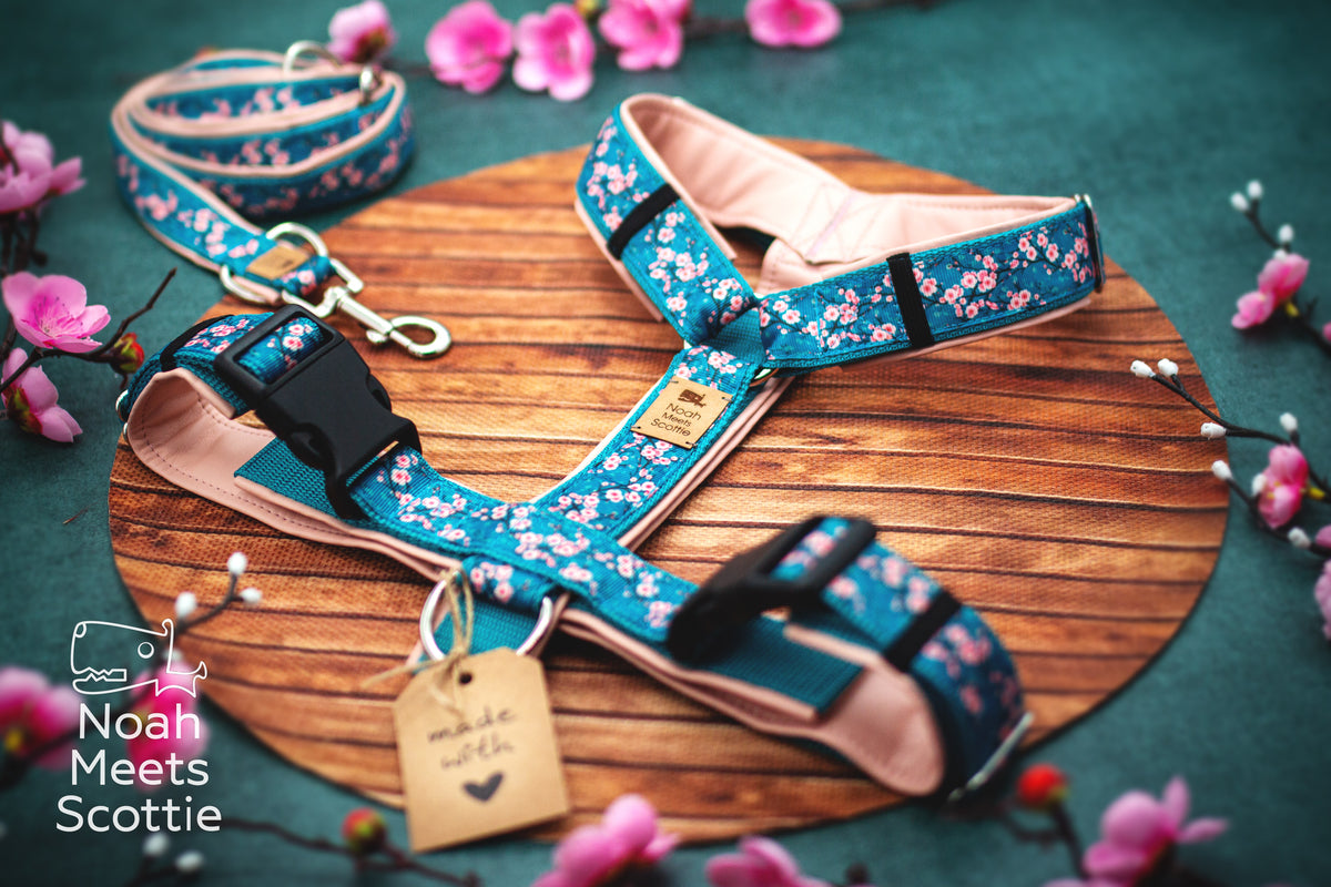 Florales Hundegeschirr mit feinen rosa Kirschblüten und Zweigen auf türkisfarbenem Hintergrund.