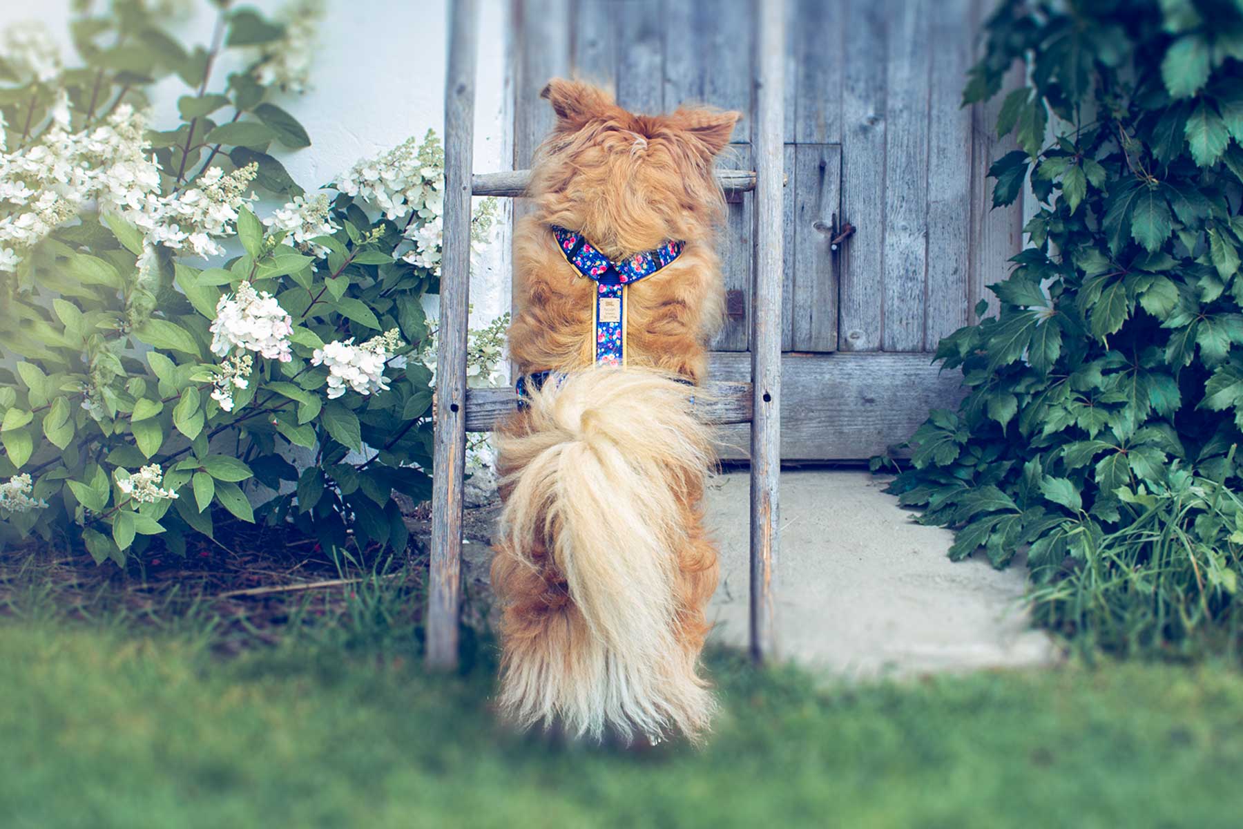 Hundegeschirr MAE dunkelblau gelb mit Blumenmuster, gepolstert und verstellbar, Noah trägt das Geschirr