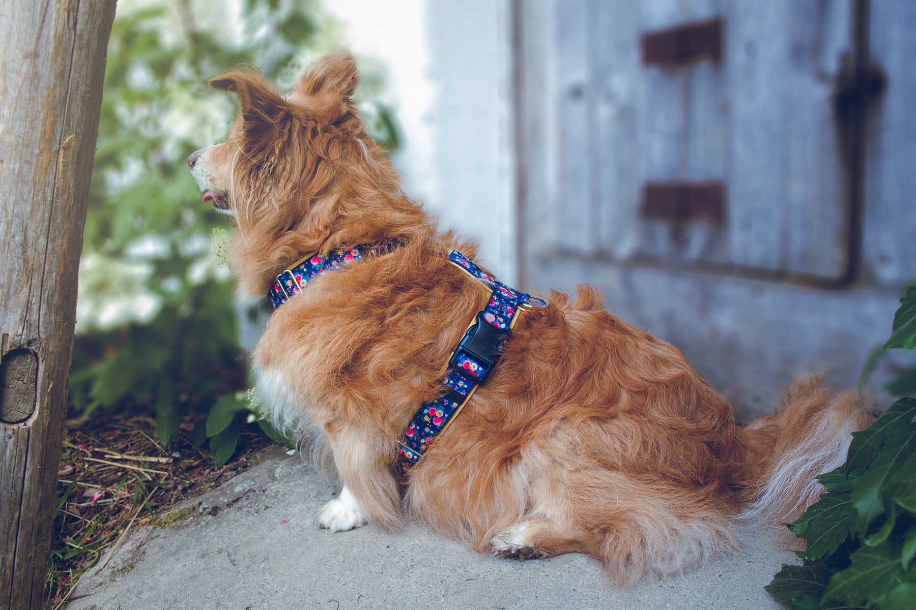 Hundegeschirr MAE dunkelblau gelb, floral romantisch, robust und weich gefüttert mit Kunstleder, Noah beim Spazieren