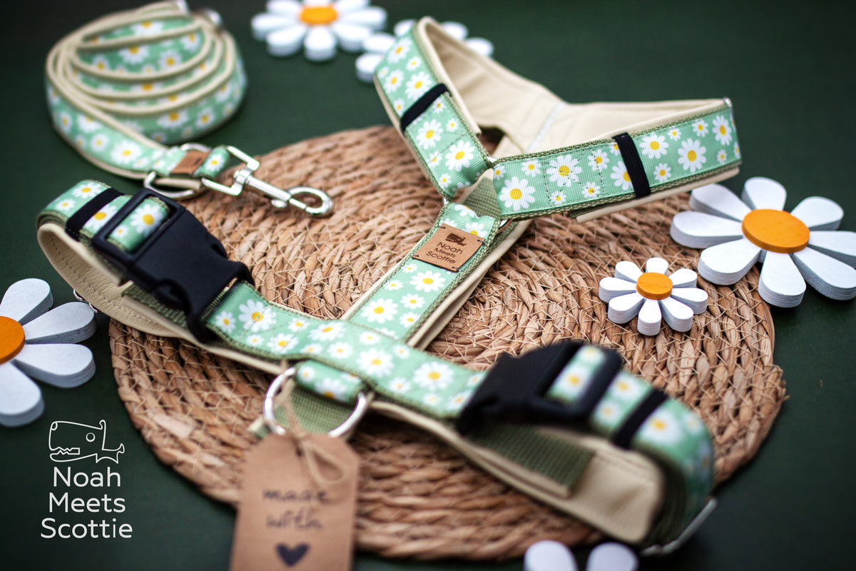 Hundegeschirr DAISY DEW in Lindgrün mit vielen weißen Margeriten, gelben Blütenmitten und heller Einfassung.