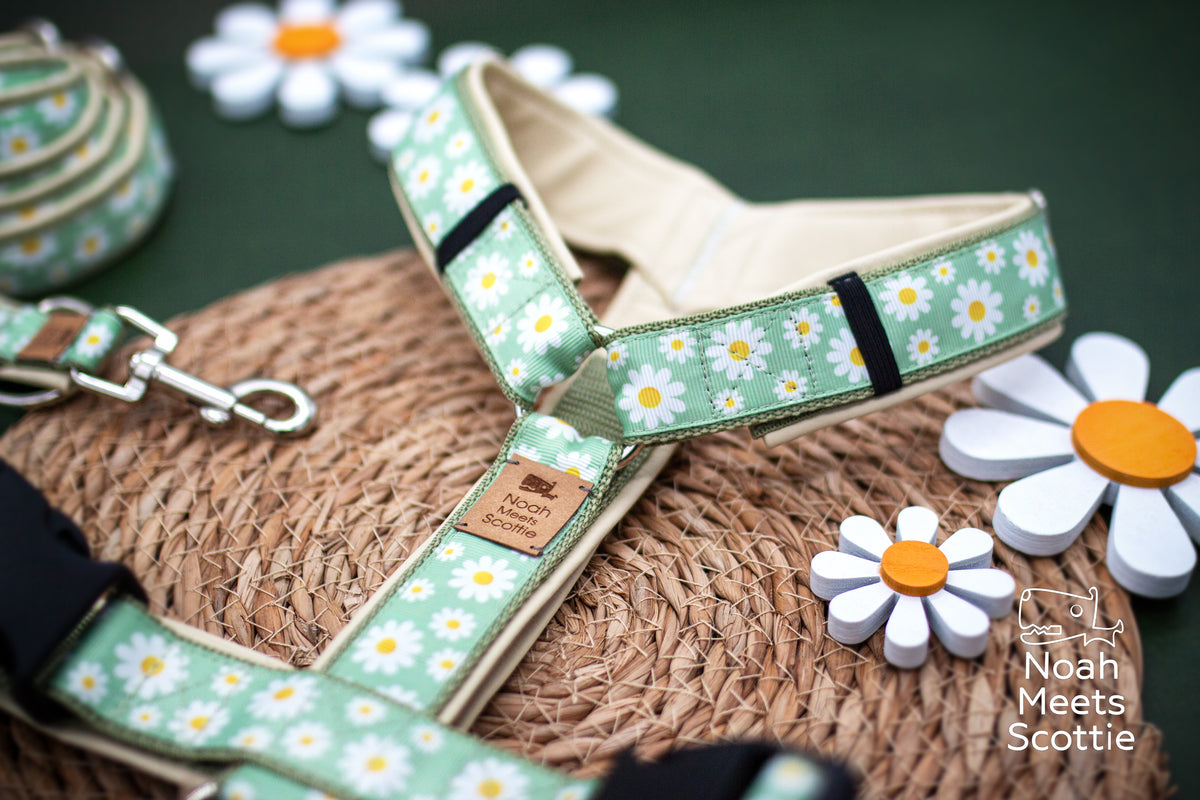 Lindgrünes Hundegeschirr mit weißen Margeriten und gelben Blütenmitten in einem romantischen, dicht verteilten Blumenmuster.