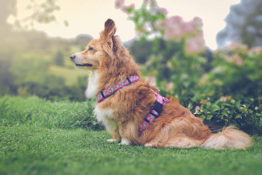 Hundegeschirr UNI-CORNI im SALE – pink türkis mit Chevron Muster und Einhorn, Größe M, 50 % reduziert, weich gefüttert, verstellbar, nur 1x erhältlich