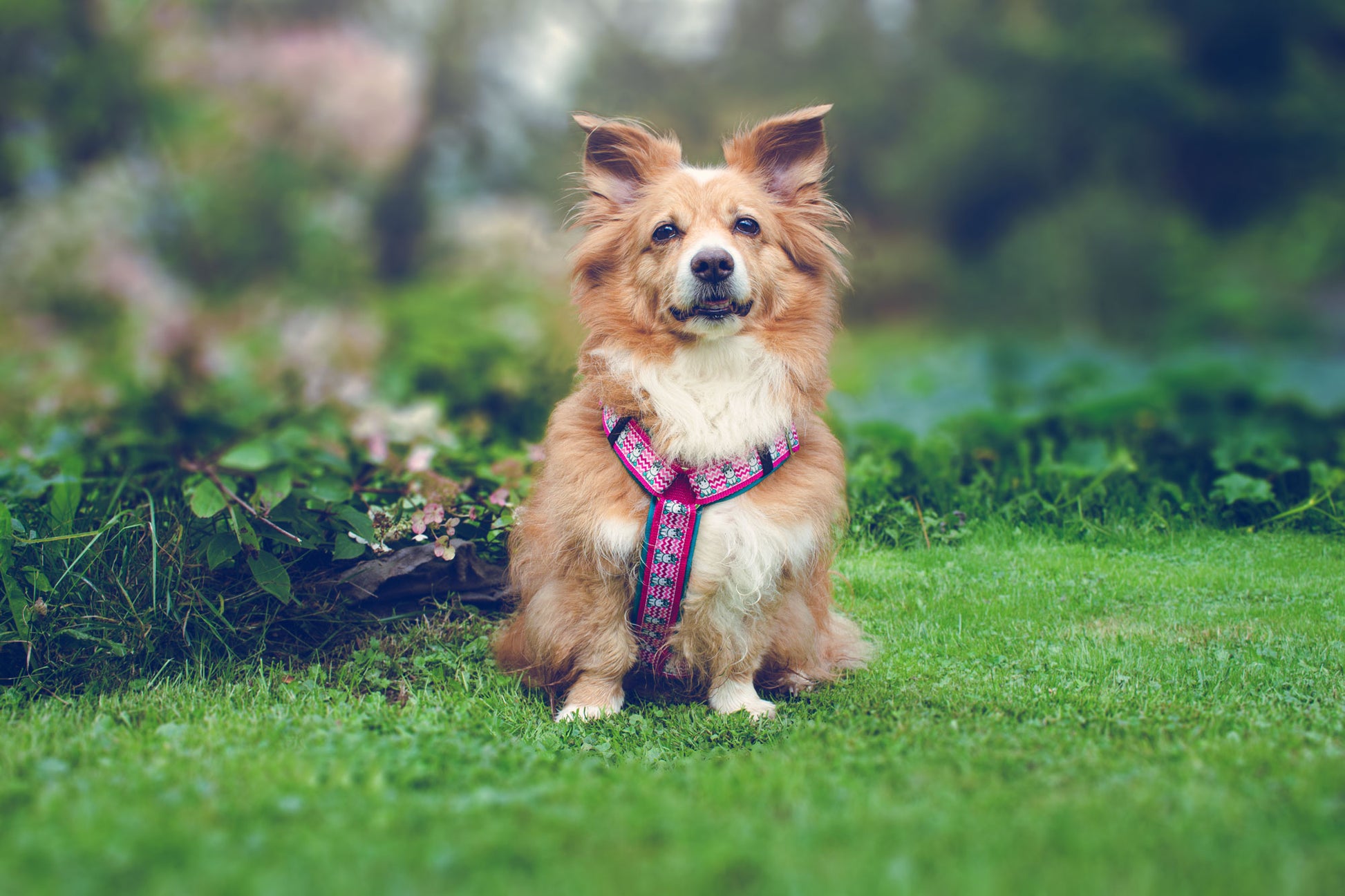 SALE Hundegeschirr UNI-CORNI – pink türkis Einhorn-Design, exklusiv in Größe M, 50 % reduziert, komfortabel, robust, fantasievoll