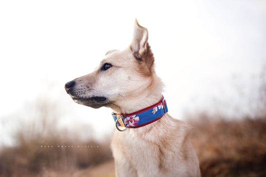 Hundehalsband Akuaela mit asiatischem Blumendesign in Rot und Blau, getragen von Hund Philipp