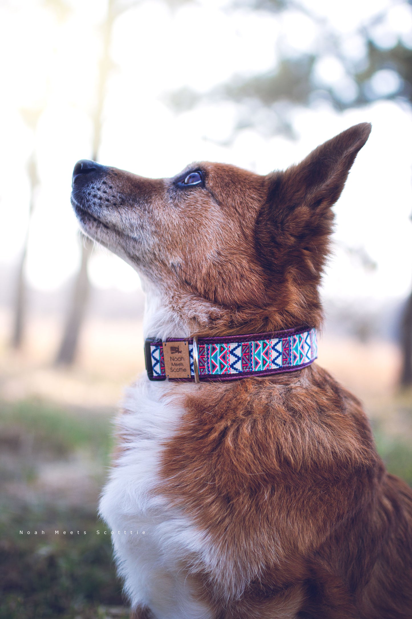 Hundehalsband ALASKA in Lila Blau Weiß geometrischem Muster – getragen von Scottie