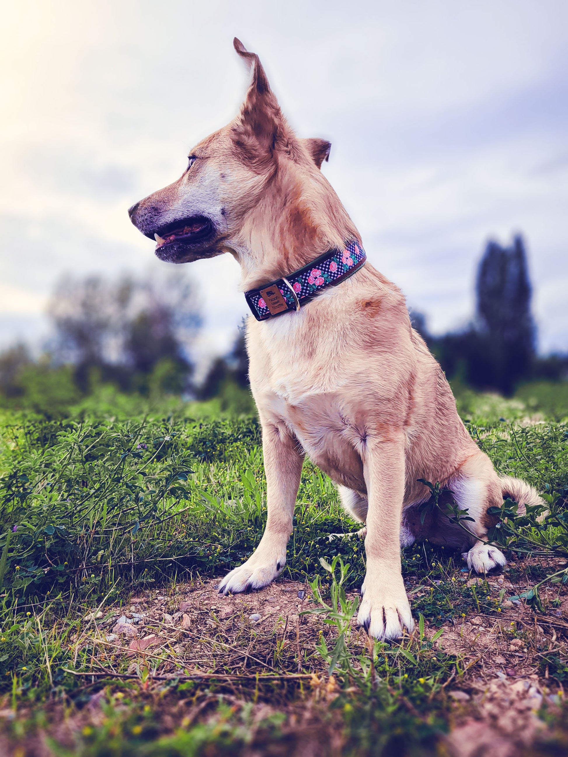 Hund trägt Hundehalsband ALMA mit Vichy Karo und Rosen – romantisches Design