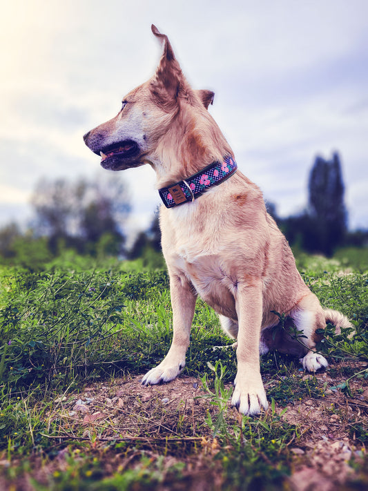 Hund trägt Hundehalsband ALMA mit Vichy Karo und Rosen – romantisches Design
