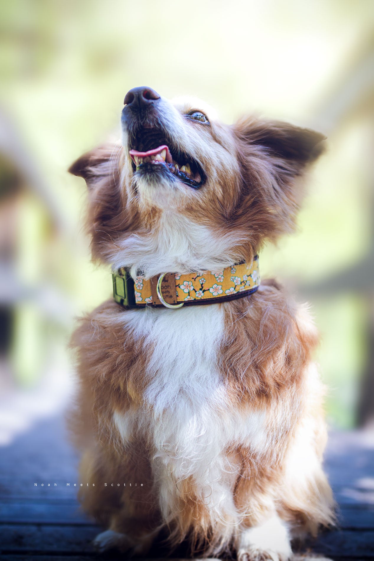 Hundehalsband AMBER mit Kirschblüten-Design in Senfgelb und Bordeaux – getragen von Noah