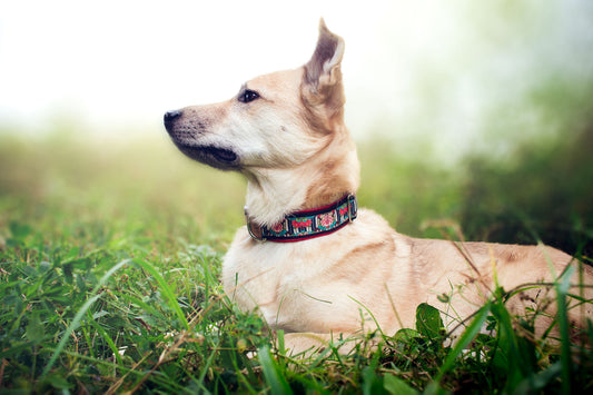 Hundehalsband Amira, getragen von Hund Philipp, asiatisches Design in Rot, Schwarz und Blau