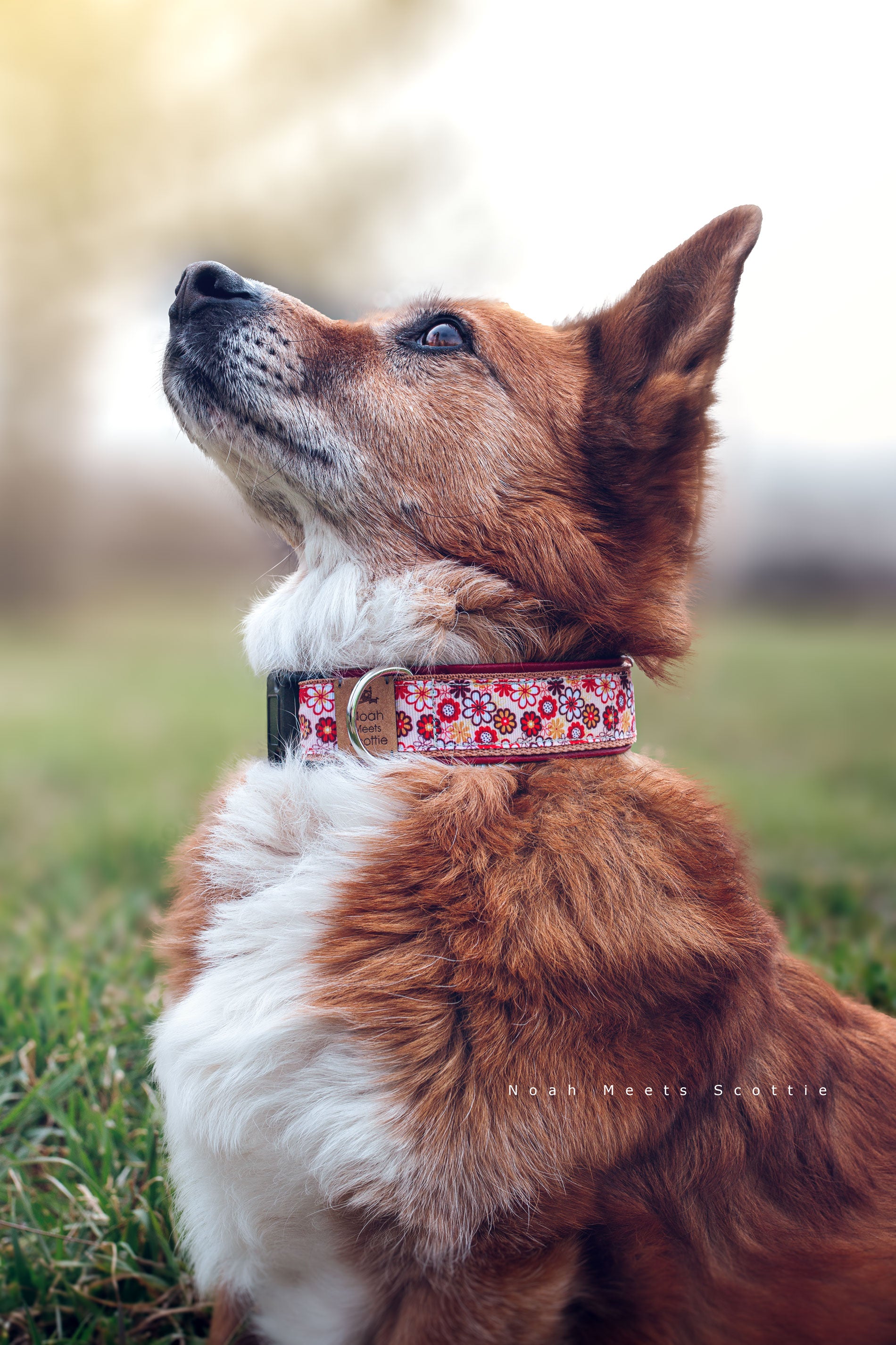 Hundehalsband ANNI mit Retro-Blumenmuster in Rot, Braun und Gelb, weinrotes Kunstleder, verstellbar, optional als Hundegeschirr