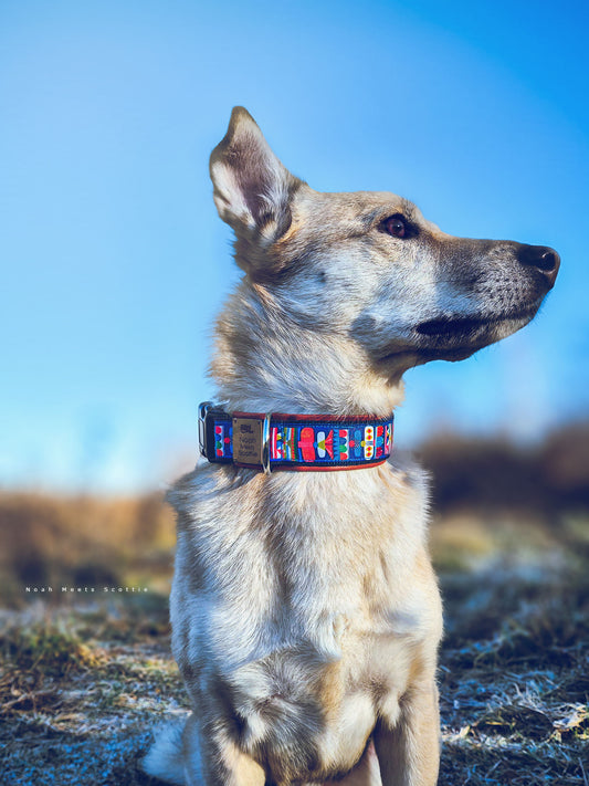 Hund Philipp trägt das Hundehalsband ASTA mit skandinavischem Muster im Freien
