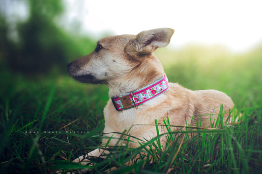 Hund Philipp trägt das Hundehalsband BETTY mit Rosen und Streifen in Weiß und Mint – Frontansicht