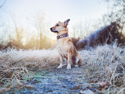 Hund trägt das Hundehalsband BLUE BLOSSOM mit Blumenmuster in Dunkelblau und Altrosa, weich gefüttert mit Bordeaux-Kunstleder