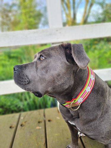 Hundehalsband mit pink-grünem Blumenmuster auf Holzterrasse