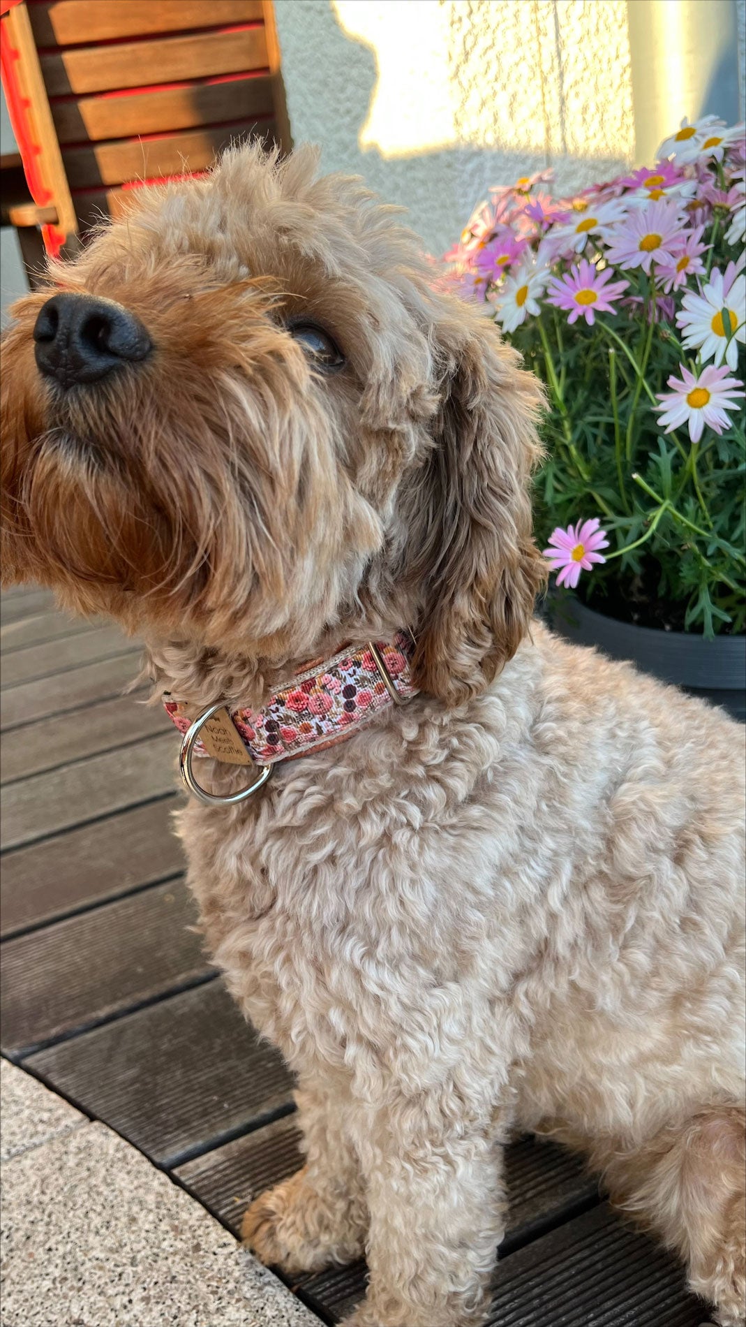 Kleiner lockiger Hund mit rosa Hundehalsband im Blumenmuster sitzt auf einer Terrasse neben Blumentöpfen
