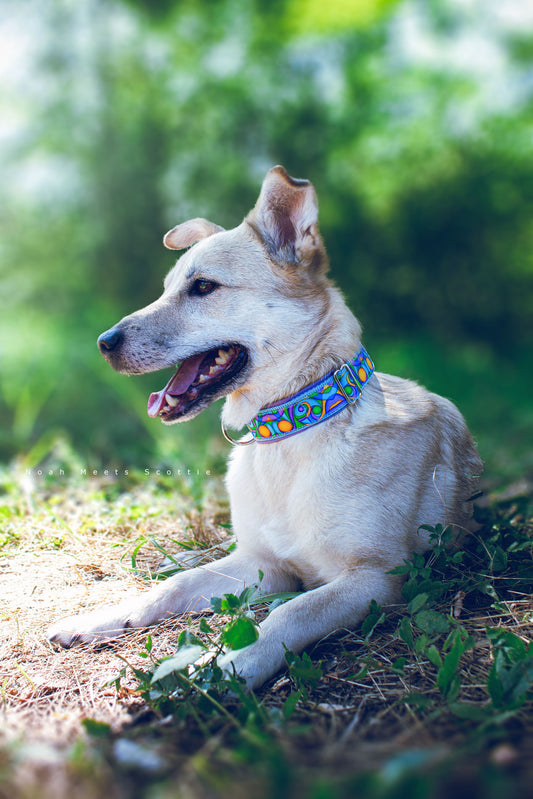 Hund Philipp trägt das Hundehalsband BUZZ mit buntem abstraktem Muster und weicher Fliederfütterung – Seitenansicht