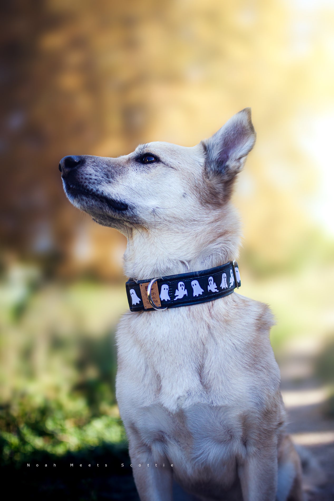 Philipp trägt das Hundehalsband CASPAR mit weißen Geistern auf schwarzem Grund – herbstliche Aufnahme im Sonnenlicht