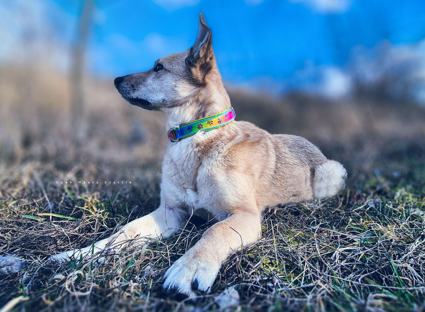Hundehalsband COOPER mit Regenbogen und Pfoten – getragen von Hund Philipp, Frontansicht im Freien