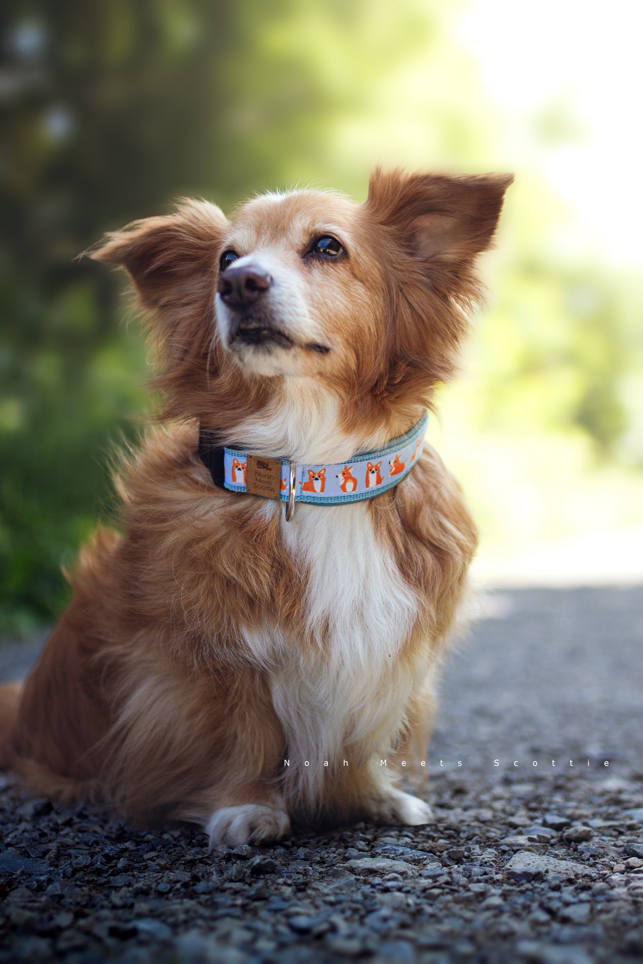 Noah trägt das Hundehalsband CORGI mit hellblauem Gurtband und Corgi-Motiv – Frontansicht