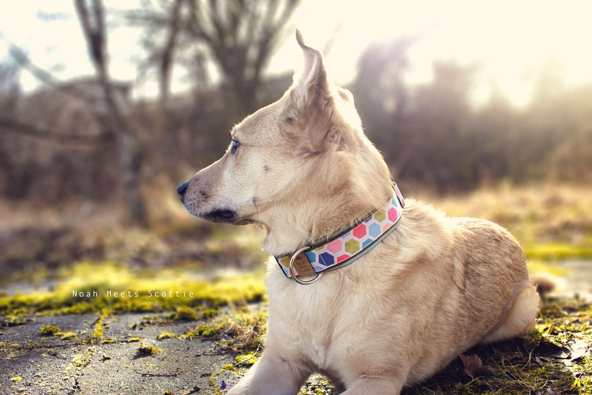 Hund Philipp trägt das Hundehalsband COSMO mit geometrischem Muster in bunten Pastellfarben – Seitenansicht