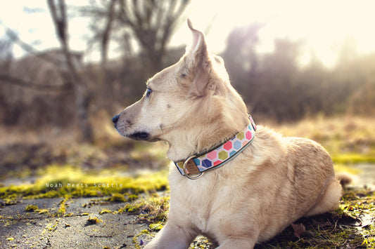 Hund Philipp trägt das Hundehalsband COSMO mit geometrischem Muster in bunten Pastellfarben – Seitenansicht