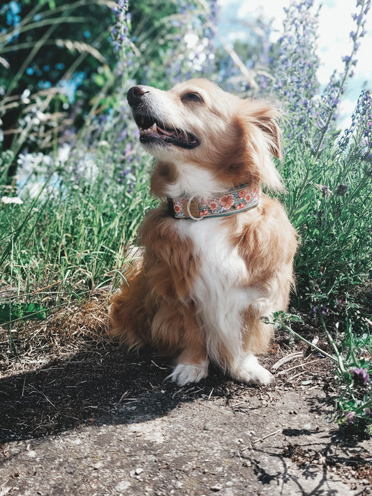 Hund Noah trägt das Hundehalsband Daisy mit romantischem Blumenmuster in Mint, Rosa und Beige