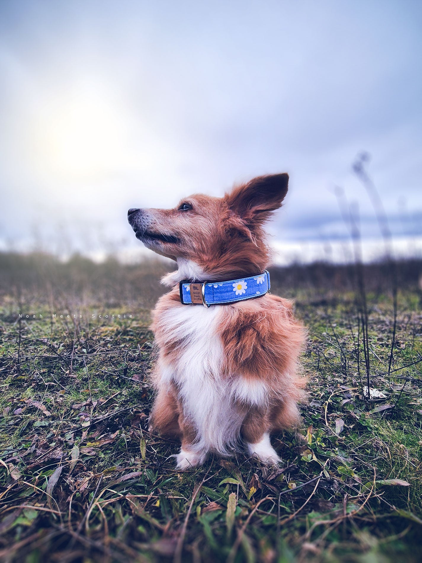 Hundehalsband DAISY MAISY in Hellblau mit weißen Gänseblümchen, getragen von Noah