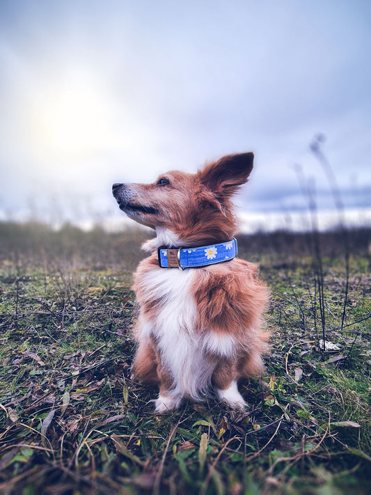 Hundehalsband DAISY MAISY in Hellblau mit weißen Gänseblümchen, getragen von Noah