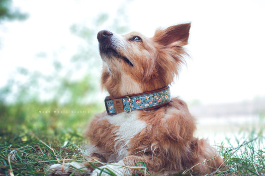 Noah trägt das Hundehalsband DEBORAH mit Rosenmuster in Blau und Rosa
