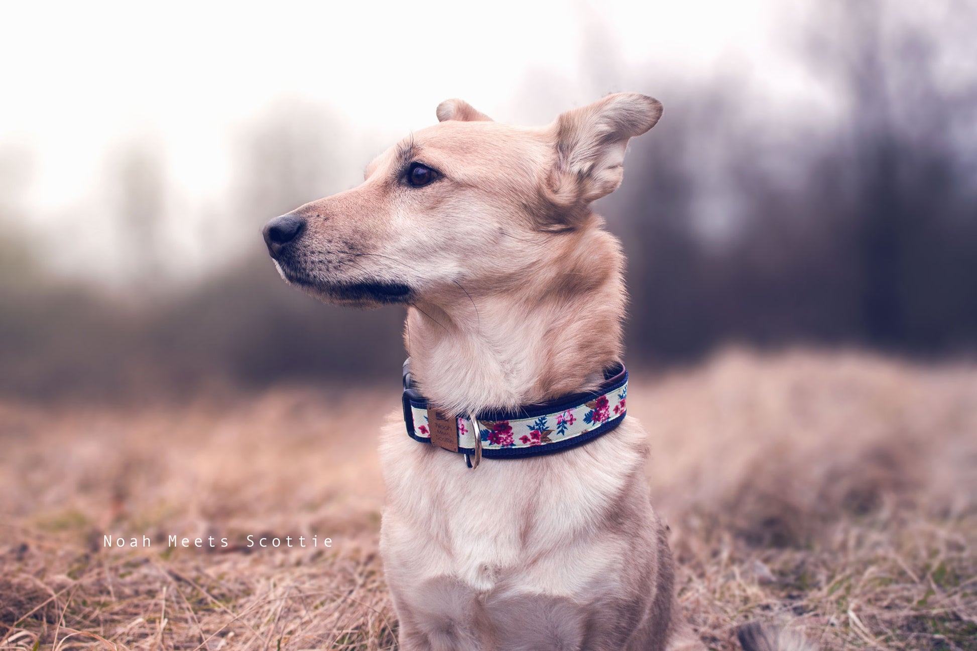Hund Philipp trägt das Hundehalsband DERRY mit romantischem Blumendesign in Dunkelblau – Frontansicht